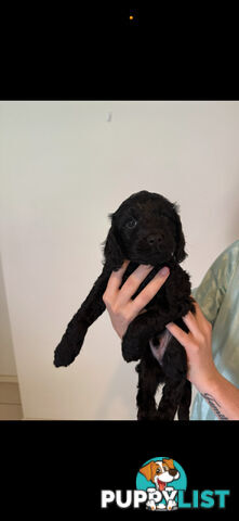 8x beautiful cocker spaniel x toy poodle puppies