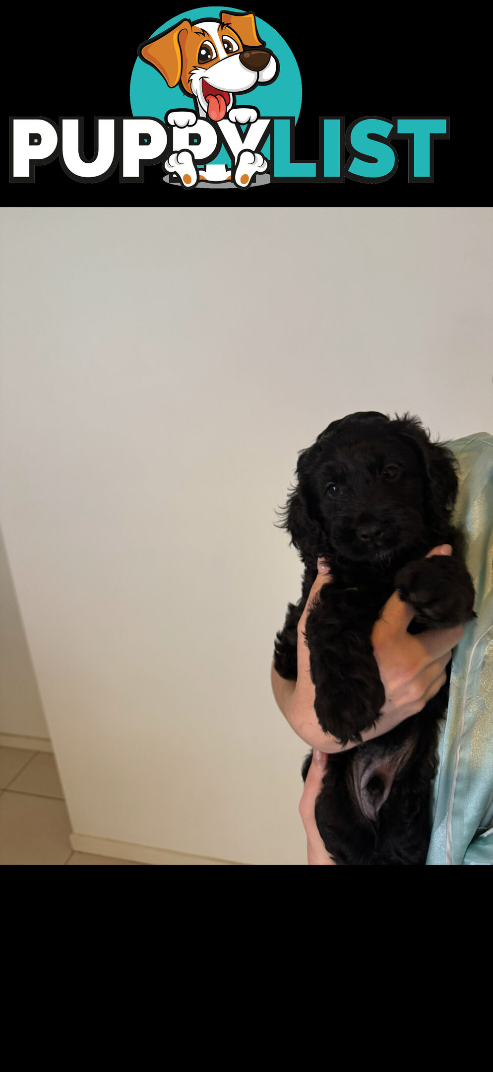 8x beautiful cocker spaniel x toy poodle puppies