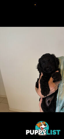 8x beautiful cocker spaniel x toy poodle puppies