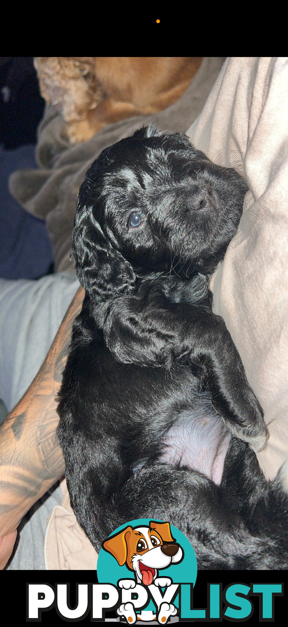 8x beautiful cocker spaniel x toy poodle puppies