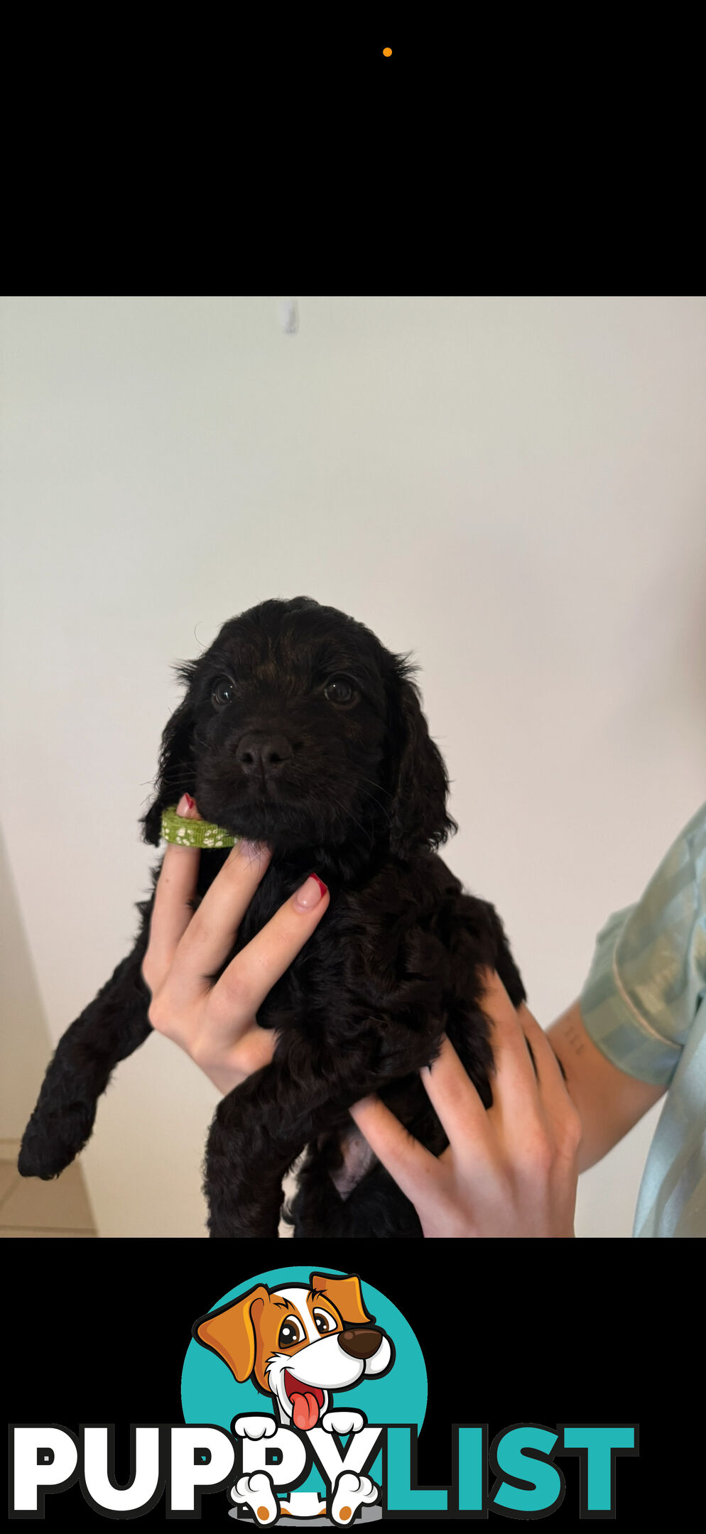 8x beautiful cocker spaniel x toy poodle puppies