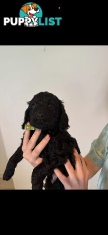 8x beautiful cocker spaniel x toy poodle puppies