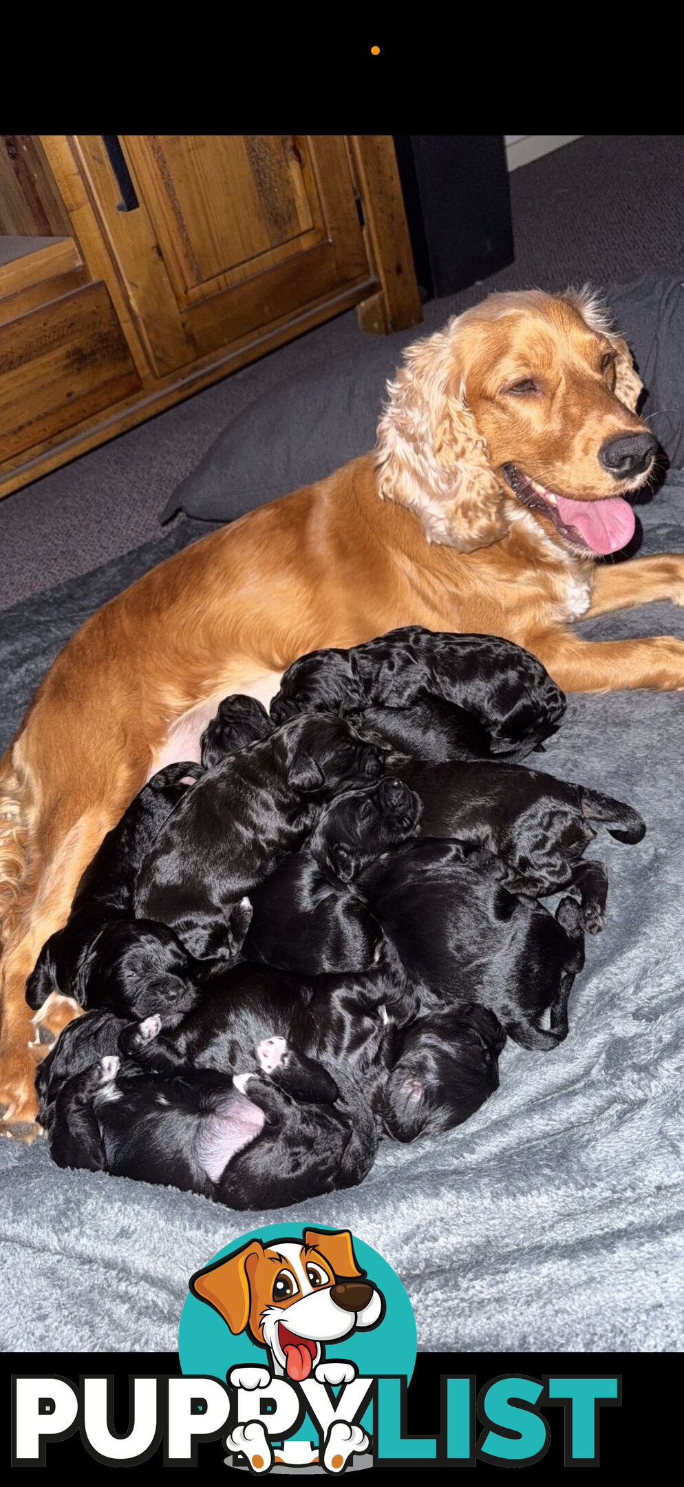 8x beautiful cocker spaniel x toy poodle puppies