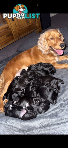 8x beautiful cocker spaniel x toy poodle puppies