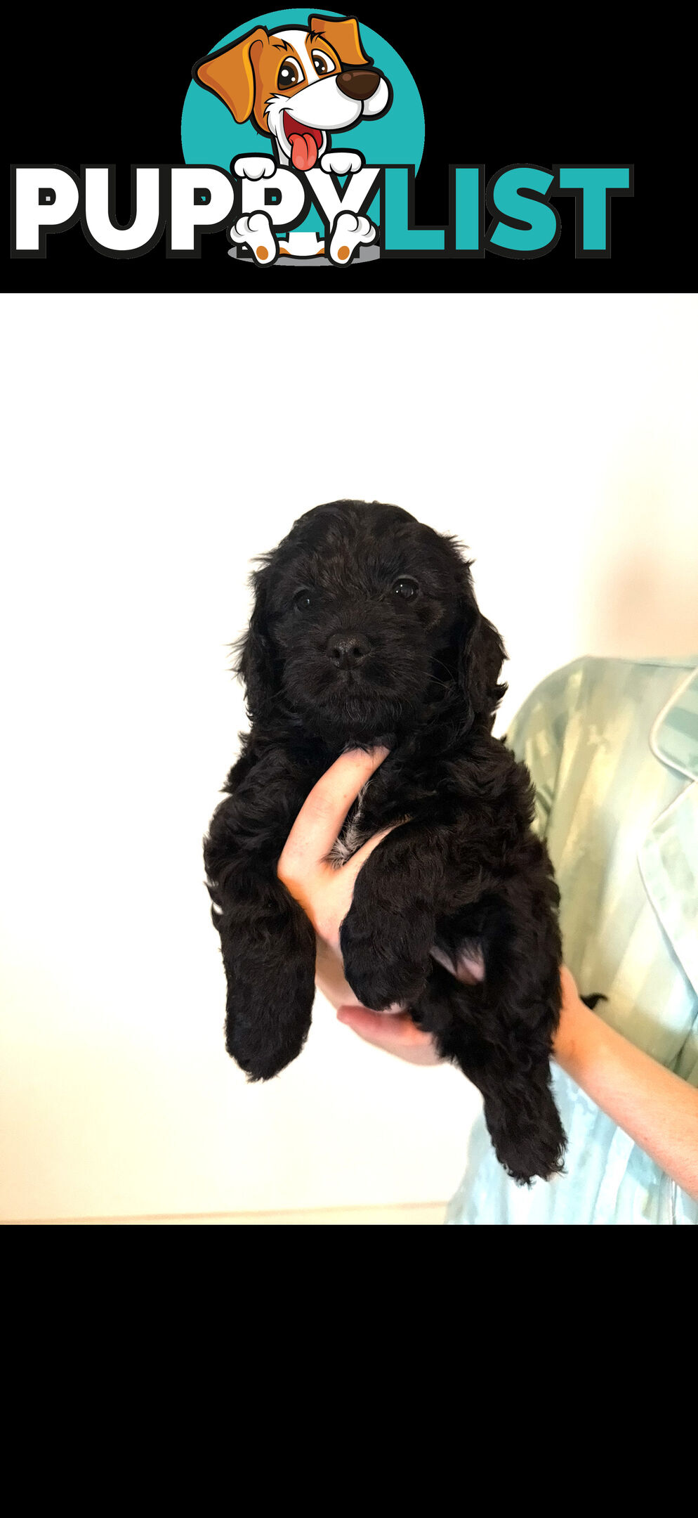 8x beautiful cocker spaniel x toy poodle puppies