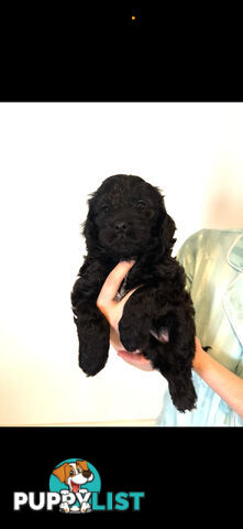 8x beautiful cocker spaniel x toy poodle puppies