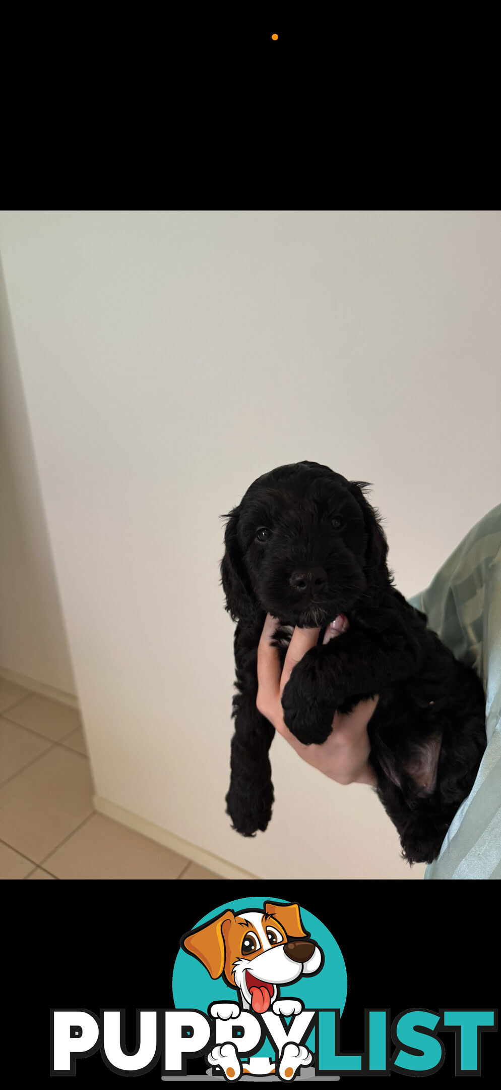 8x beautiful cocker spaniel x toy poodle puppies