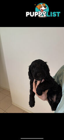 8x beautiful cocker spaniel x toy poodle puppies