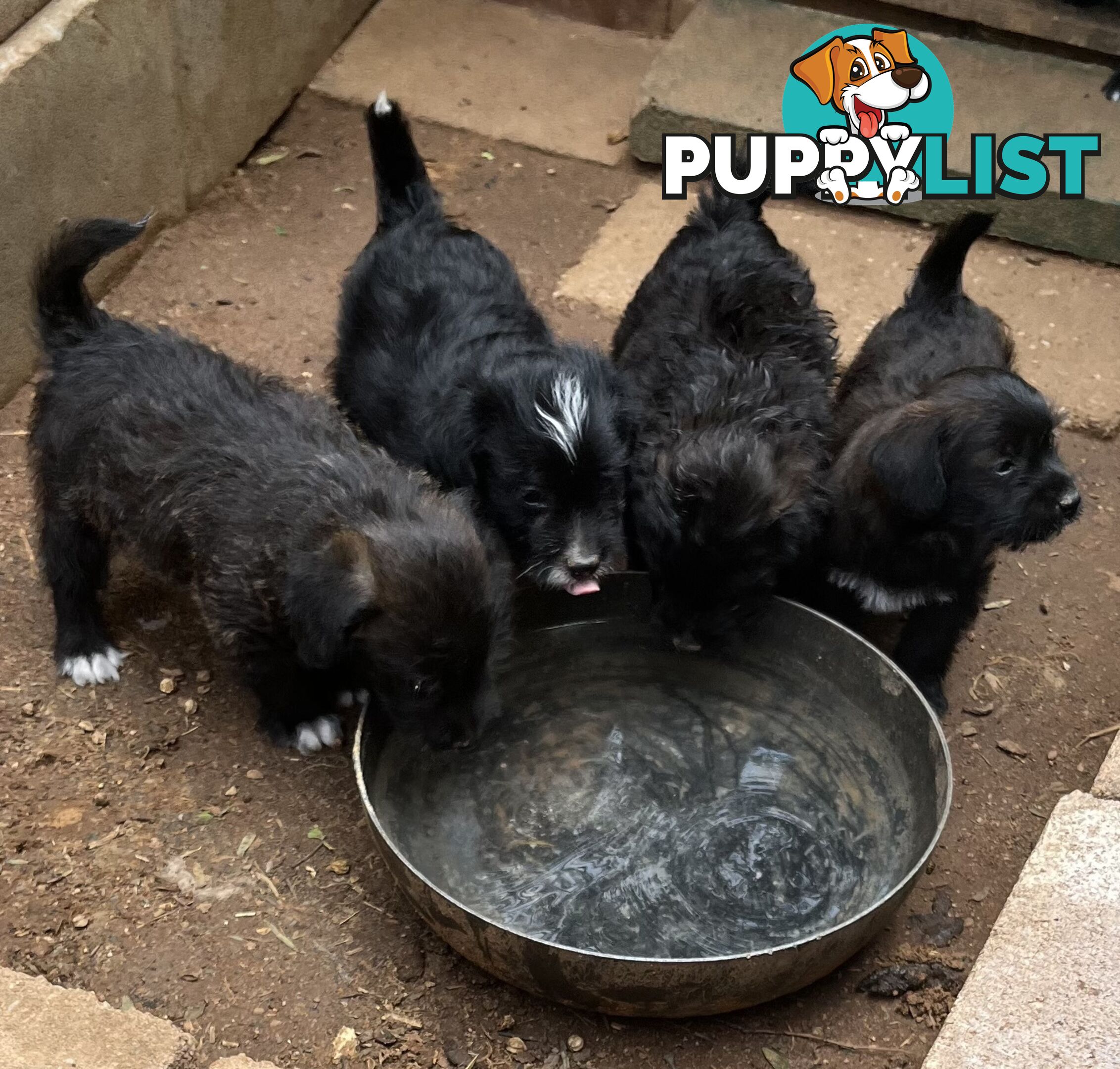 Jackapoo puppies (Jack Russell X Toy Poodle)