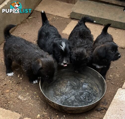 Jackapoo puppies (Jack Russell X Toy Poodle)