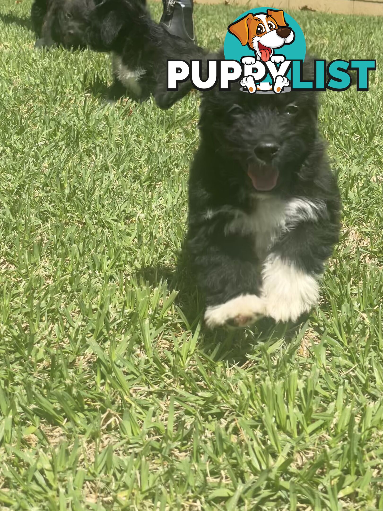 Jackapoo puppies (Jack Russell X Toy Poodle)