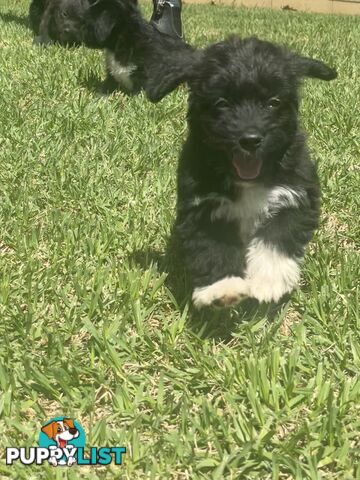 Jackapoo puppies (Jack Russell X Toy Poodle)