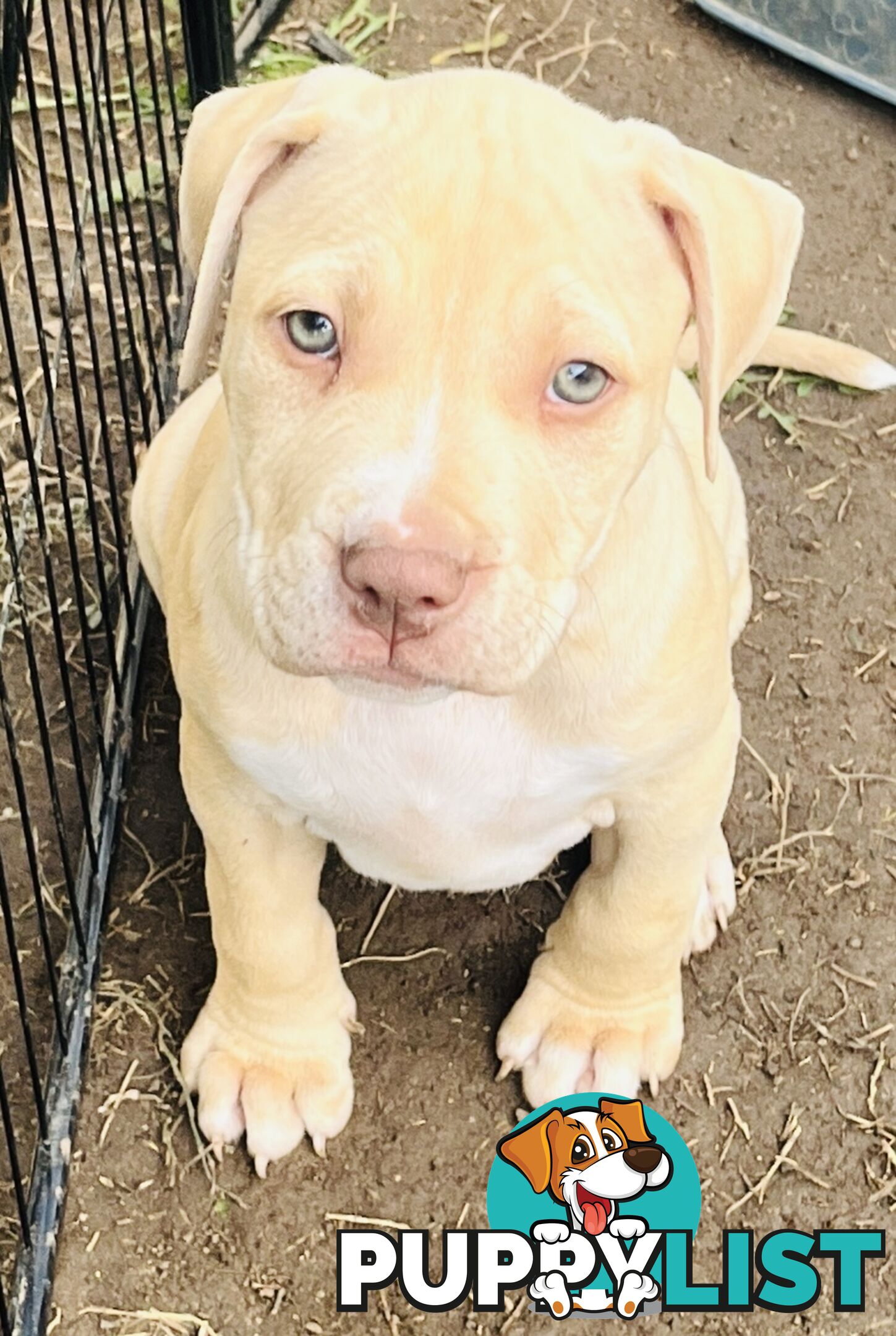 American red nose, Staffy puppies puppies Sale