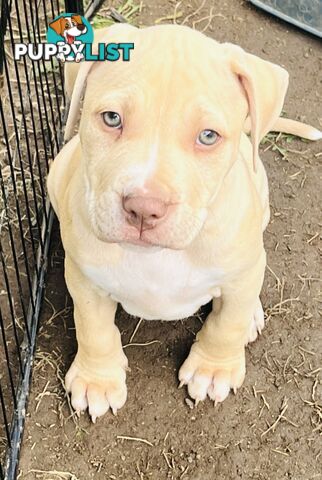 American red nose, Staffy puppies puppies Sale