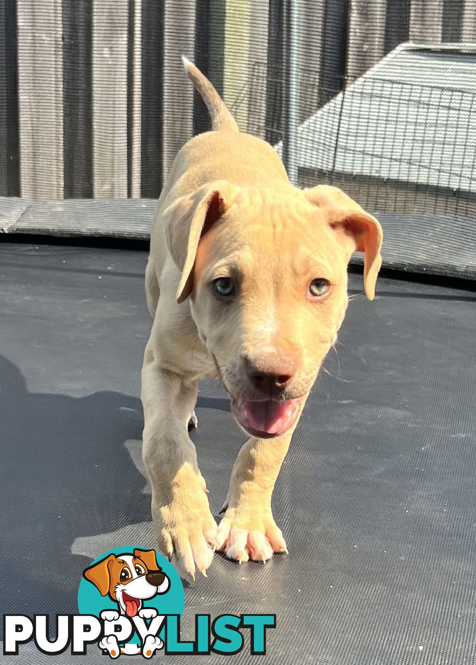 American red nose, Staffy puppies puppies Sale