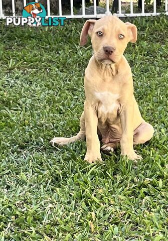 American red nose, Staffy puppies puppies Sale