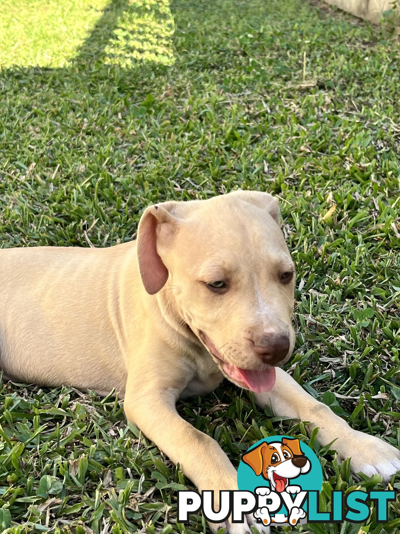 American red nose, Staffy puppies puppies Sale