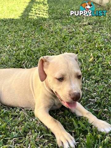 American red nose, Staffy puppies puppies Sale