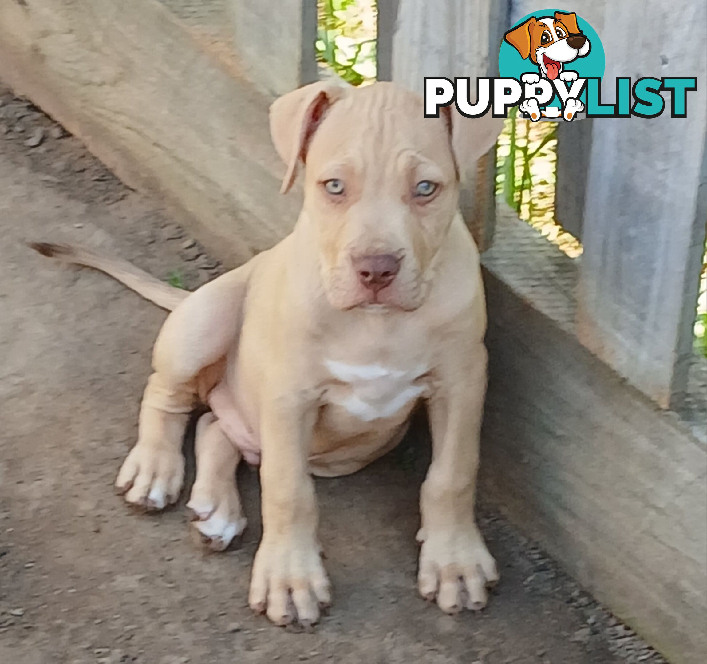 American red nose, Staffy puppies puppies Sale