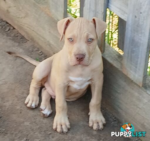 American red nose, Staffy puppies puppies Sale