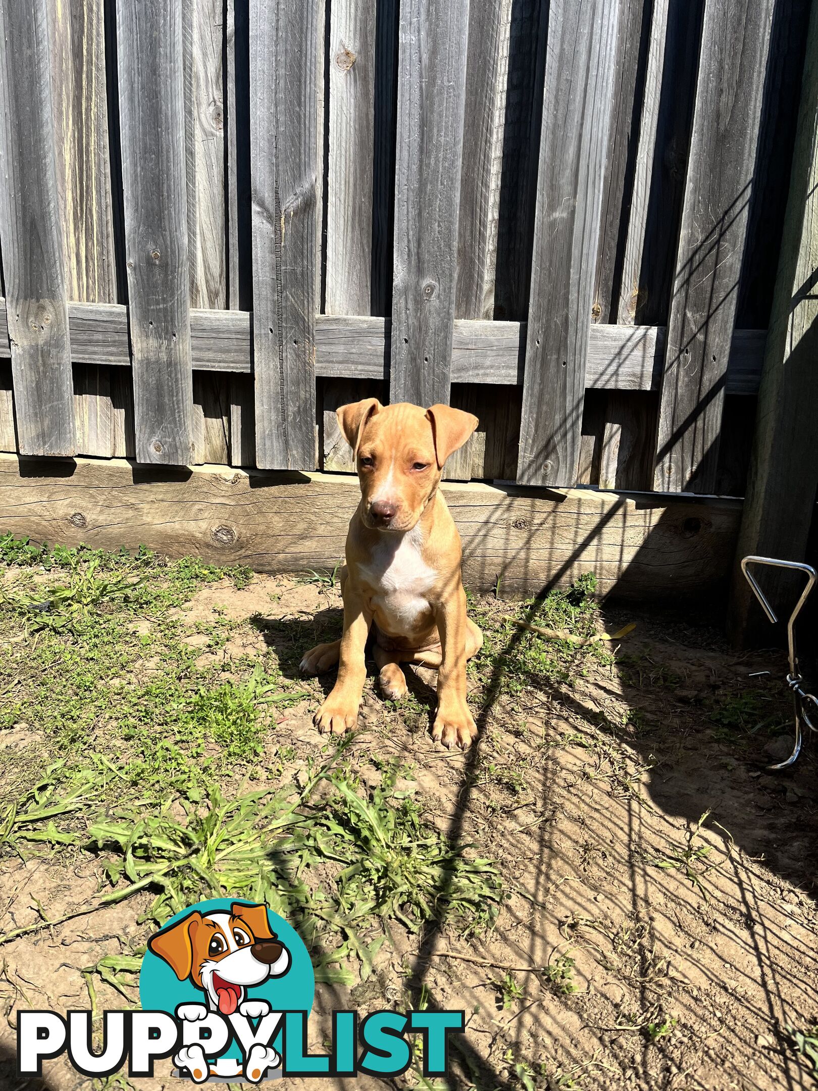 American red nose, Staffy puppies puppies Sale