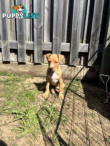 American red nose, Staffy puppies puppies Sale