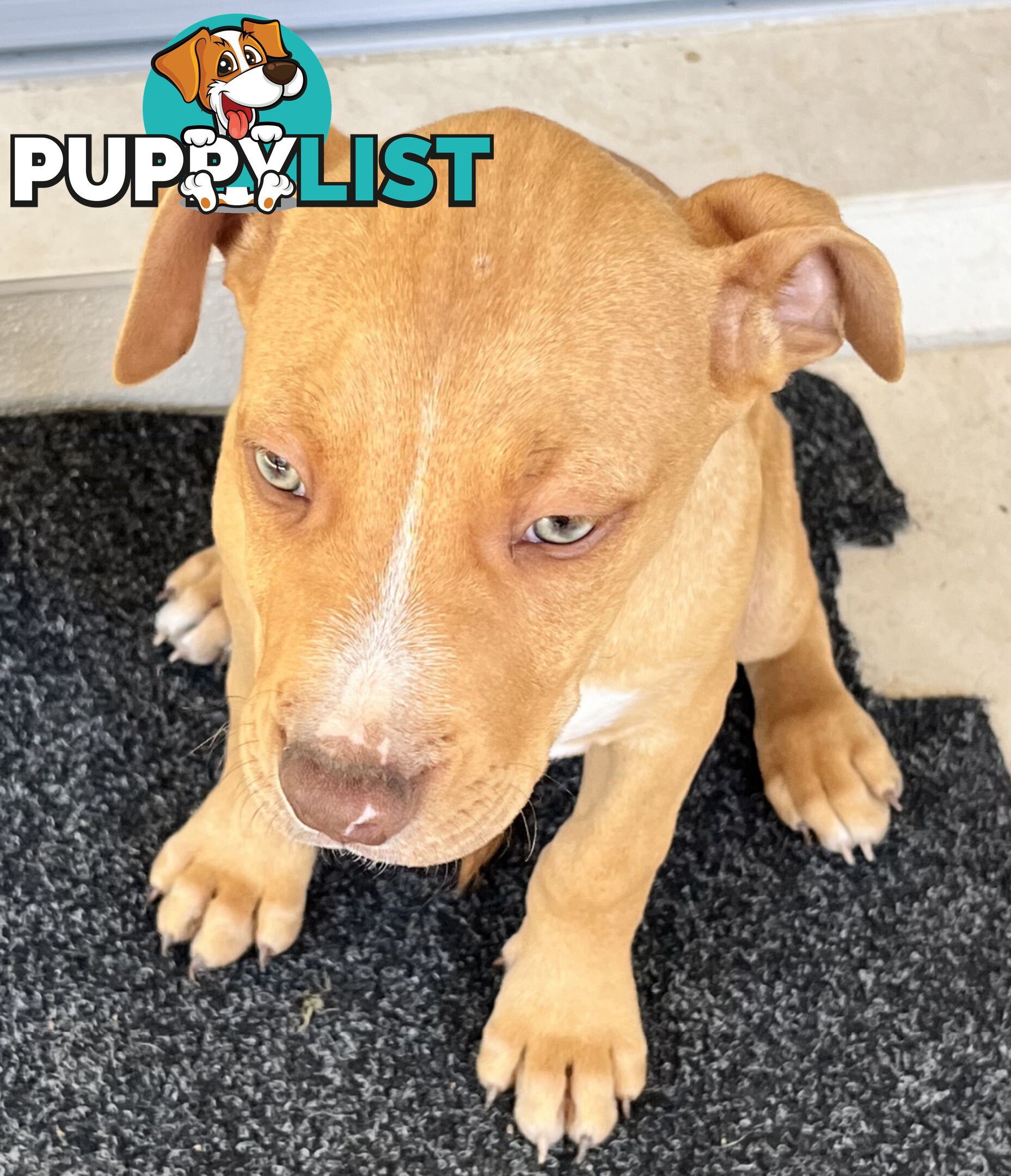 American red nose, Staffy puppies puppies Sale