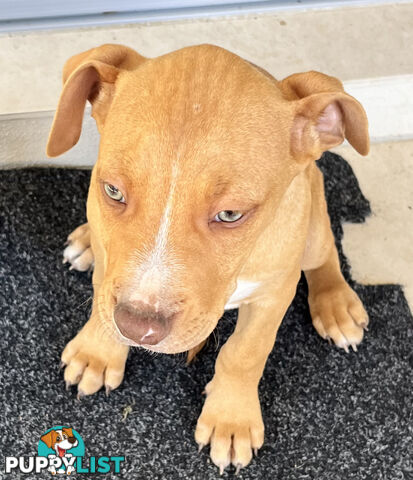 American red nose, Staffy puppies puppies Sale