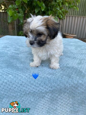 Maltese x Shih Tzu