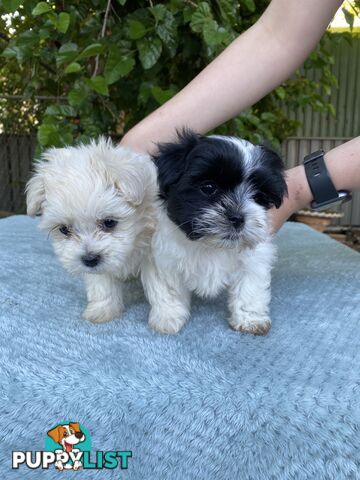 Maltese x Shih Tzu