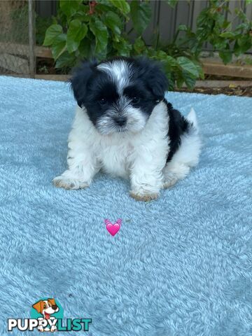 Maltese x Shih Tzu