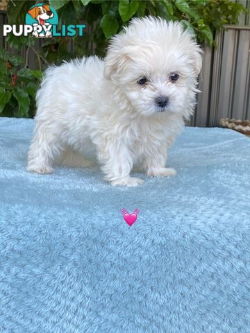 Maltese x Shih Tzu