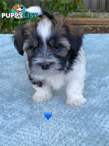 Maltese x Shih Tzu