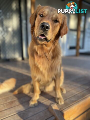 “Mazel’s Manuka” Purebred Golden Retriever Stud