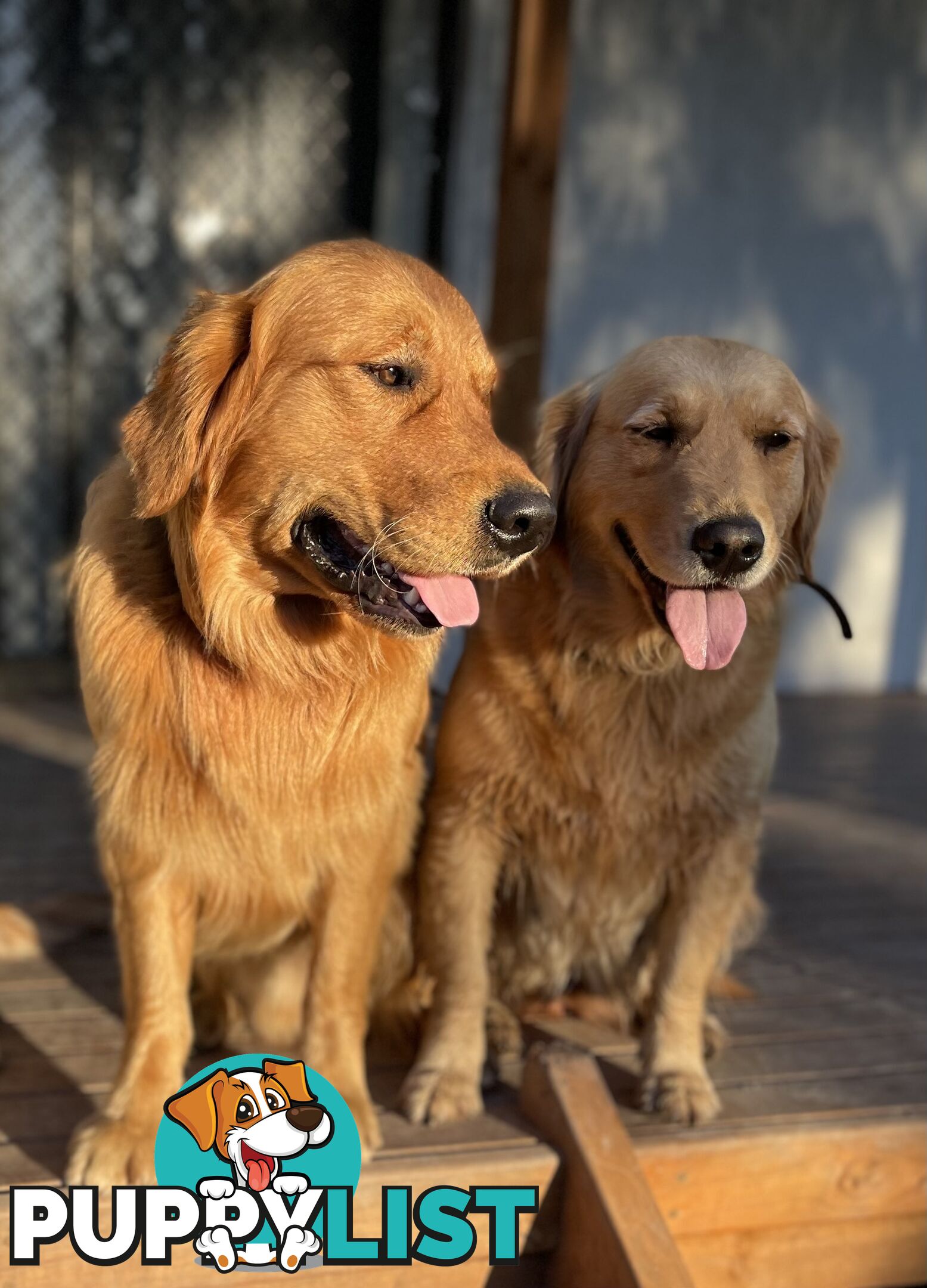 “Mazel’s Manuka” Purebred Golden Retriever Stud