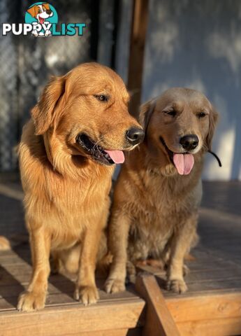 “Mazel’s Manuka” Purebred Golden Retriever Stud