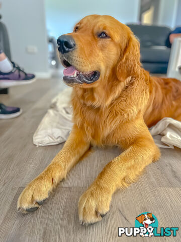 “Mazel’s Manuka” Purebred Golden Retriever Stud