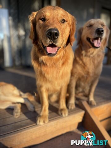 “Mazel’s Manuka” Purebred Golden Retriever Stud