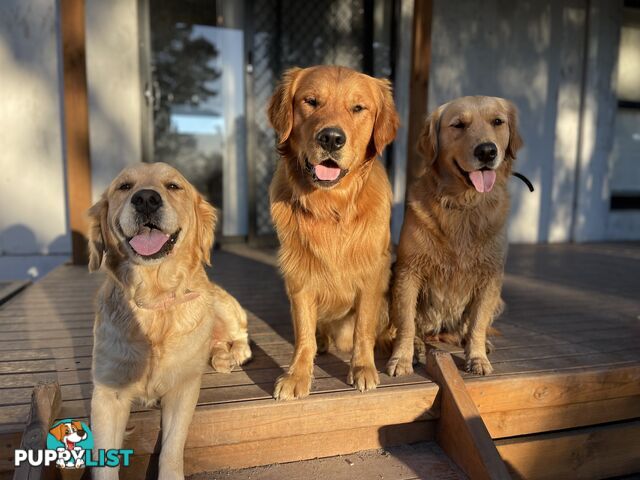 “Mazel’s Manuka” Purebred Golden Retriever Stud