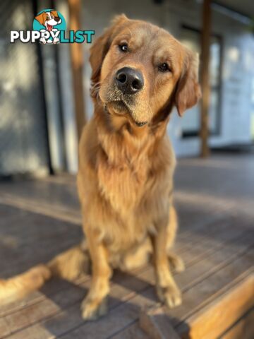 “Mazel’s Manuka” Purebred Golden Retriever Stud