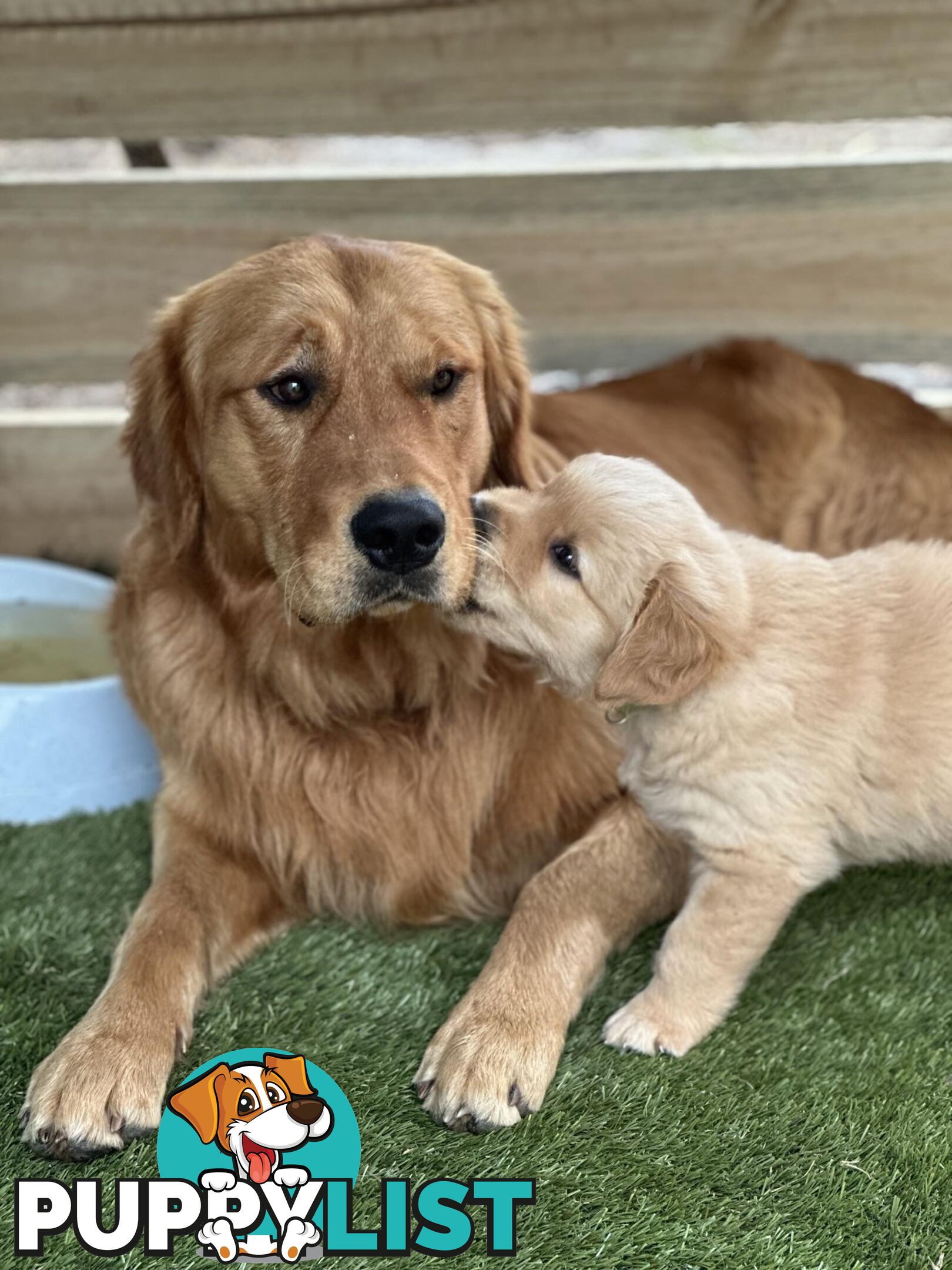 “Mazel’s Manuka” Purebred Golden Retriever Stud