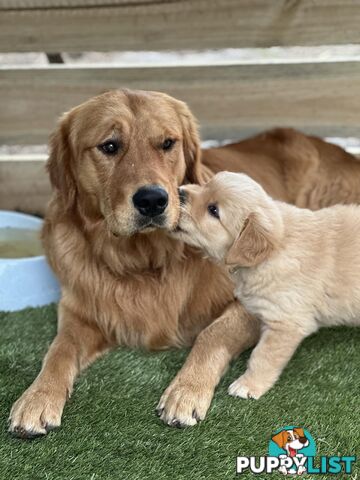 “Mazel’s Manuka” Purebred Golden Retriever Stud