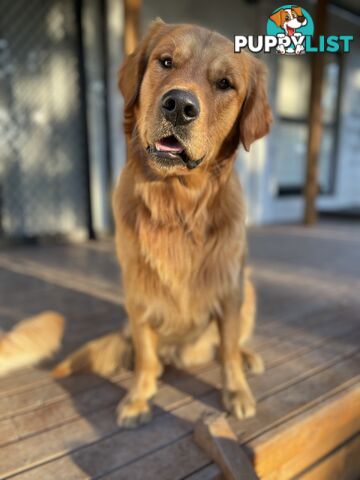 Golden Retriever Stud Service