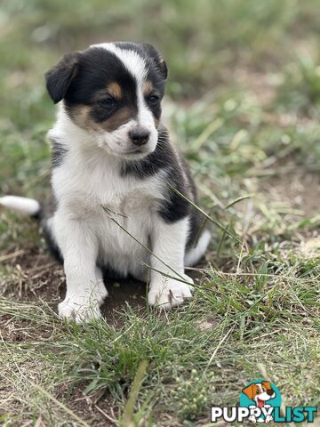 Purebred Border Collie puppies