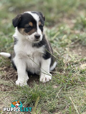 Quality border collie puppies