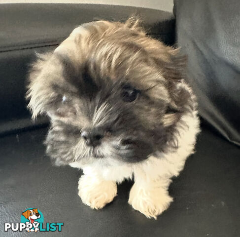Maltese Shihtzu