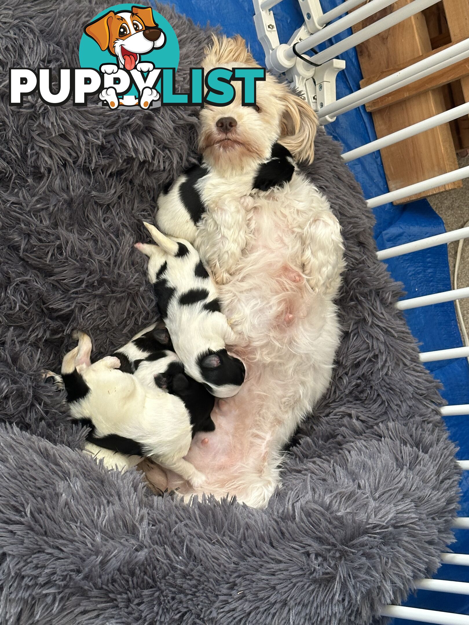 Maltese Shihtzu puppies