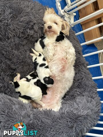 Maltese Shihtzu puppies