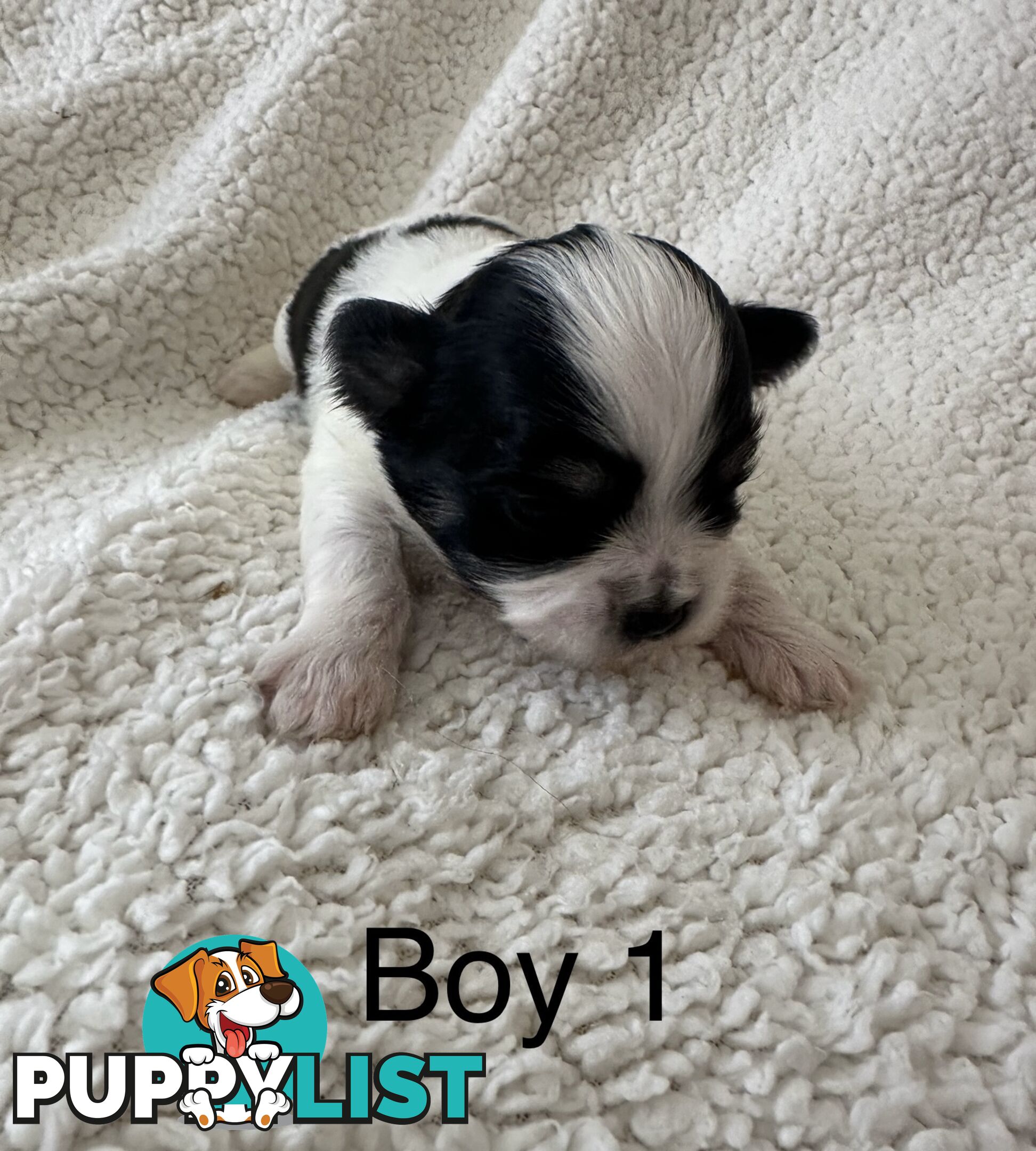 Maltese Shihtzu puppies