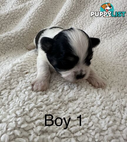 Maltese Shihtzu puppies